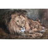 Briton Rivière 1840 - 1920 Large Signed Watercolour Lion And Lioness Resting