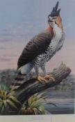 Trevor Boyer Yorkshire Wildlife Artist Hawk Eagle Print