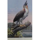 Trevor Boyer Yorkshire Wildlife Artist Hawk Eagle Print