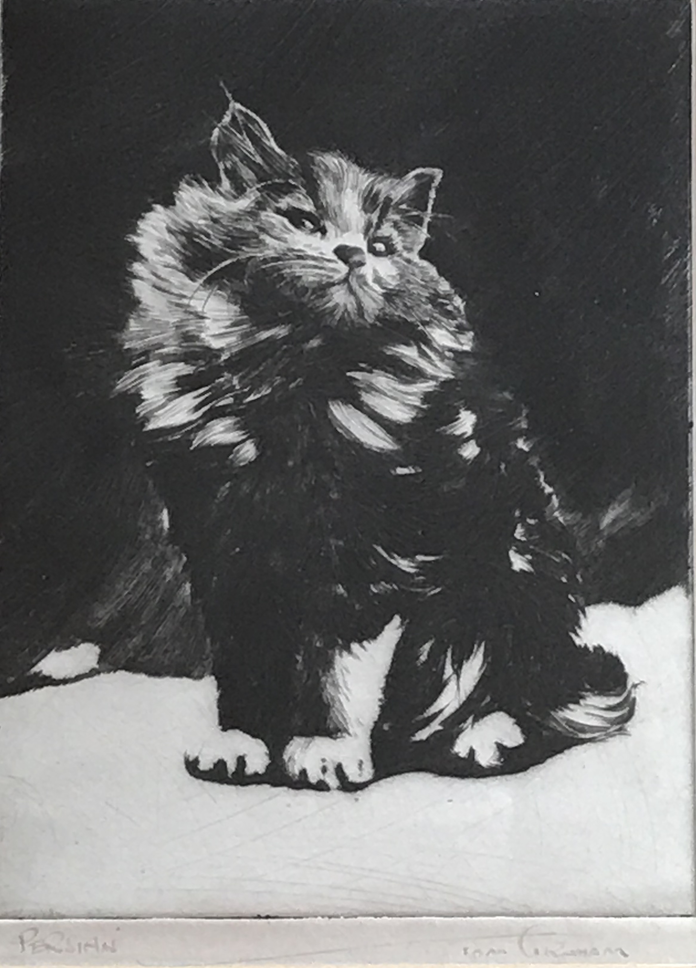 Persian Cat by artist Tom Graham fl C1940 Pencil signed etching
