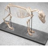 Tierskelett, Hund, auf Holzsockel montiert, Maße ca.: 42 x 64 cm.