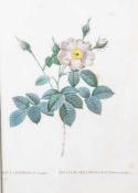 Nach Redouté, Pierre-Joseph (1759-1840), "Rosa Centifolia simplex", kolorierterKupferstich, Darst.