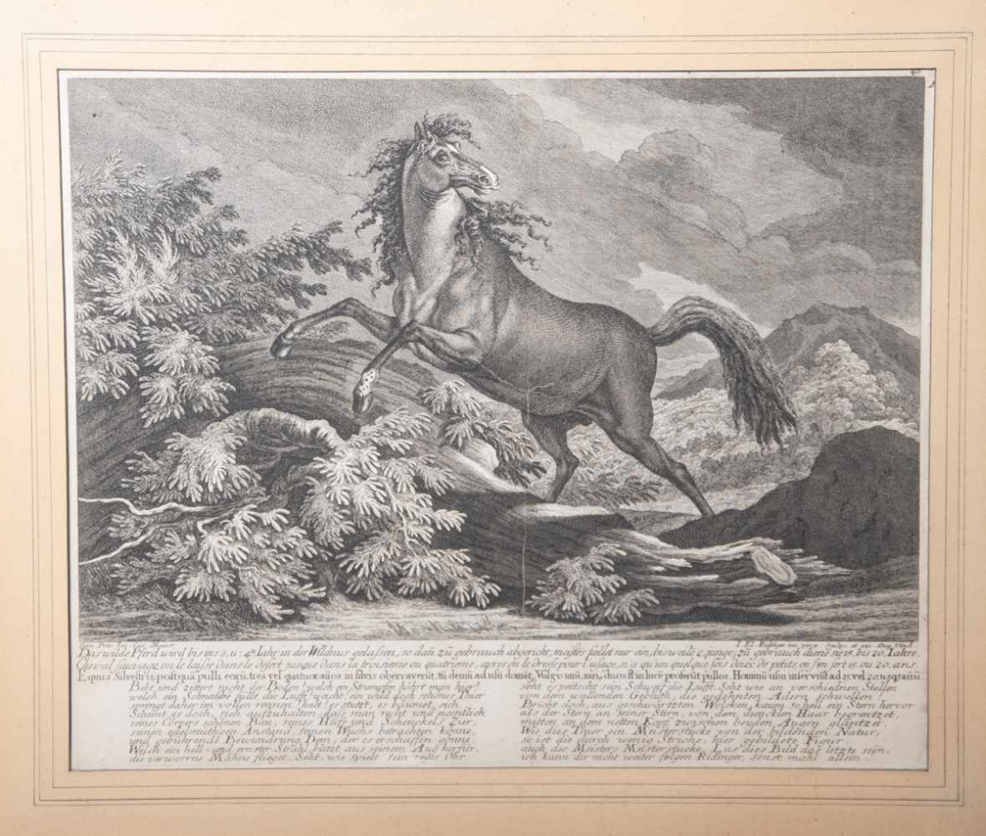 Ridinger Johann Elias (1698-1767), "Das wilde Pferd", Kupferstich, unten bez., aus der"Betrachtung