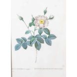Nach Redouté, Pierre-Joseph (1759-1840), "Rosa Centifolia simplex", kolorierterKupferstich, Darst.