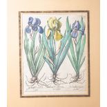 Altkolorierter Kupferstich (wohl 18. Jahrhundert), "Iris Latifolia" od. EnglischeSchwertlilien, wohl