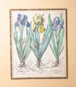 Altkolorierter Kupferstich (wohl 18. Jahrhundert), "Iris Latifolia" od. EnglischeSchwertlilien, wohl