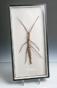 Stabheuschrecke, bez. "Malayan Stick Insect", L. ca. 30 cm, hinter Glas gerahmt.Altersspuren.- - -