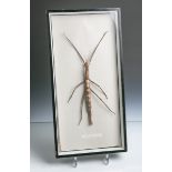 Stabheuschrecke, bez. "Malayan Stick Insect", L. ca. 30 cm, hinter Glas gerahmt.Altersspuren.- - -