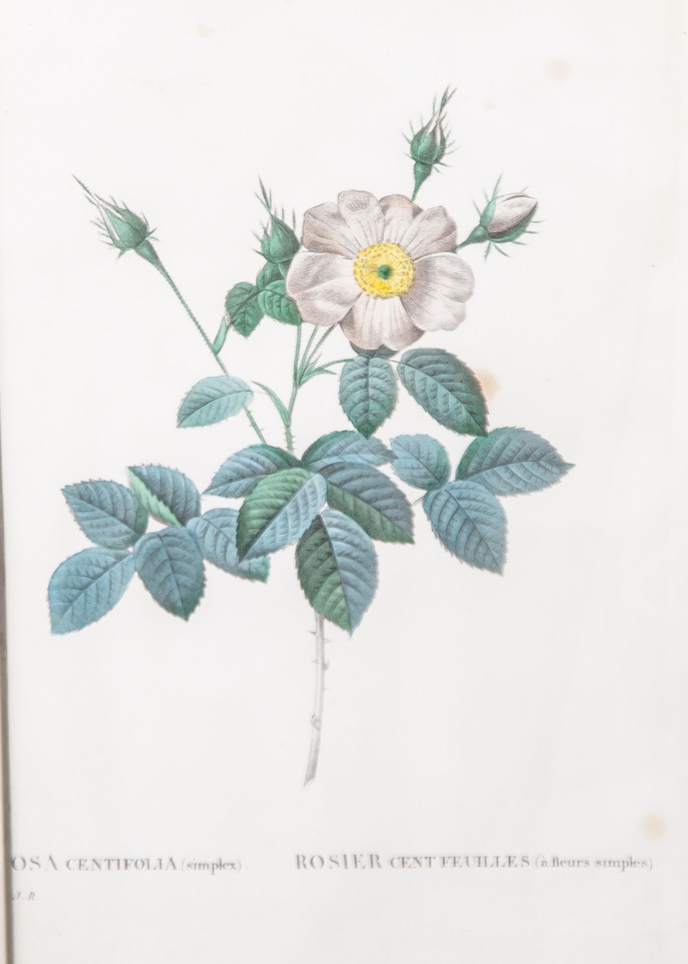 Nach Redouté, Pierre-Joseph (1759-1840), "Rosa Centifolia simplex", kolorierterKupferstich, Darst.