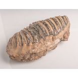 Mammutzahn (ca. 40 bis 100.000 Jahre), Fossil, ca. 22 x 10 x 7 cm.- - -21.00 % buyer's premium on