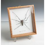 Spinne, bez. "Black Stick Spider", L. ca. 13,5 cm, hinter Glas gerahmt. Altersspuren.- - -21.00 %