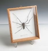 Spinne, bez. "Black Stick Spider", L. ca. 13,5 cm, hinter Glas gerahmt. Altersspuren.- - -21.00 %