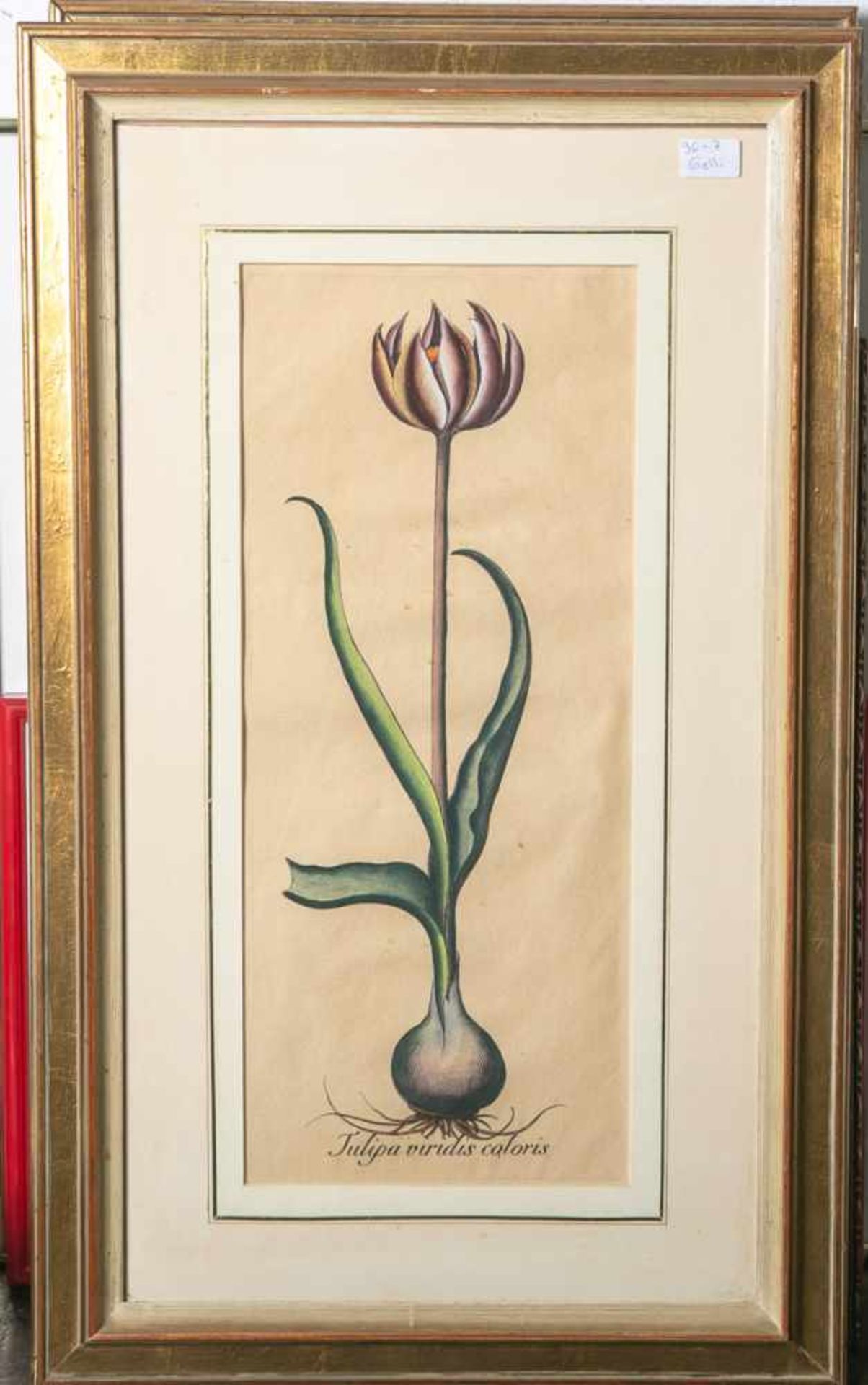wohl Bessler (18. Jahrhundert), Tulipa viridis coloris, kolorierter Kupferstich,Blattgröße ca. 46
