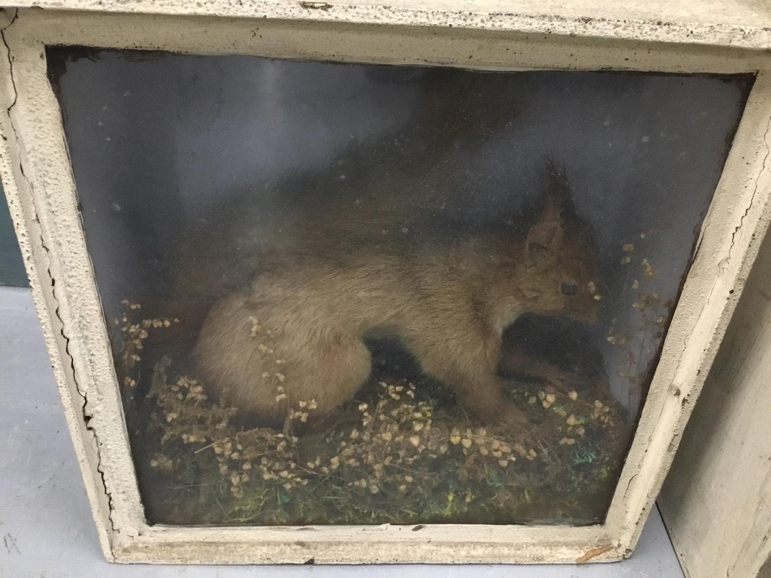 Two Taxidermy red squirrel and kestrel - Image 3 of 3