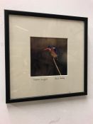 'Malakite Kingfisher' by acclaimed photographer David Wesley.