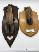Two Mounted Dear Hooves by Rowland Ward Ltd and Hunting Trophies Lapford Devon.
