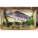A Taxidermy Rainbow Trout in a bow glass fronted display case. '13lb Rainbow Trout' caught at