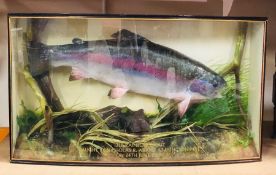 A Taxidermy Rainbow Trout in a bow glass fronted display case. '13lb Rainbow Trout' caught at