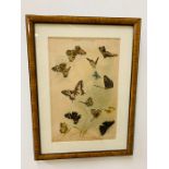 A Vintage Butterflies themed print