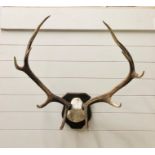 A pair of mounted Exmoor red deer antlers (70cm x 76cm approx)