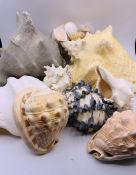 A selection of shells, various sizes