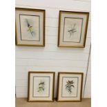 A Set of four Oiseaux des Mascareignes by T M Vinson