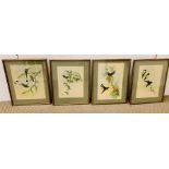 A Set of four prints of Exotic Birds.