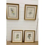 A Set of four Oiseaux des Mascareignes framed prints by T M Vinson