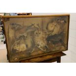 A cased collection of taxidermy to include several birds and two squirrels