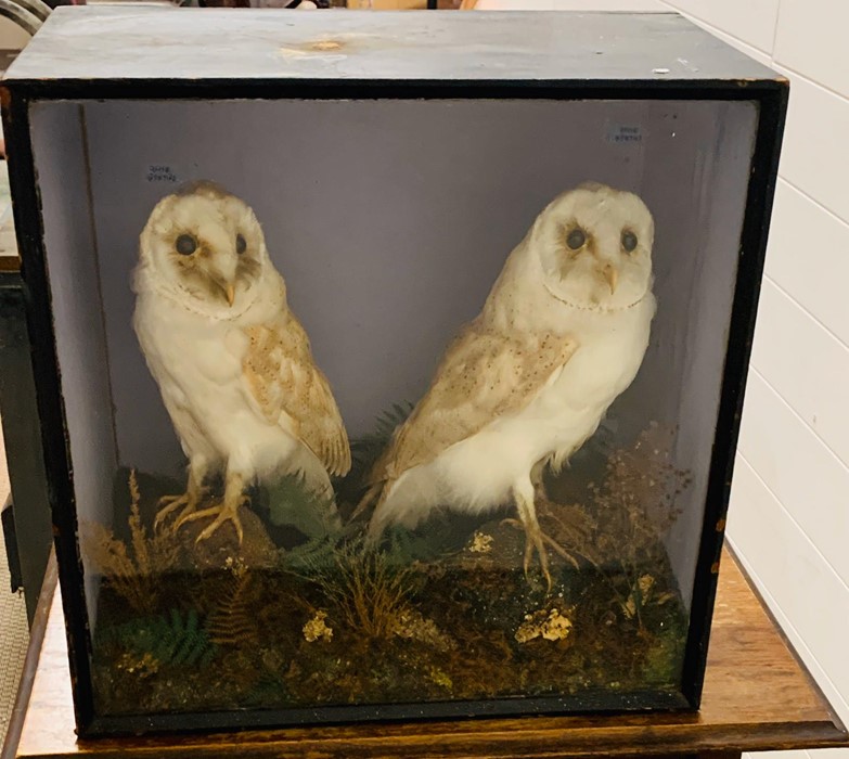 A pair of taxidermy Owls in display case. - Image 3 of 3