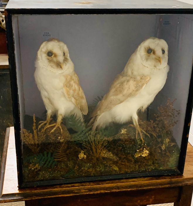 A pair of taxidermy Owls in display case.