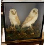 A pair of taxidermy Owls in display case.