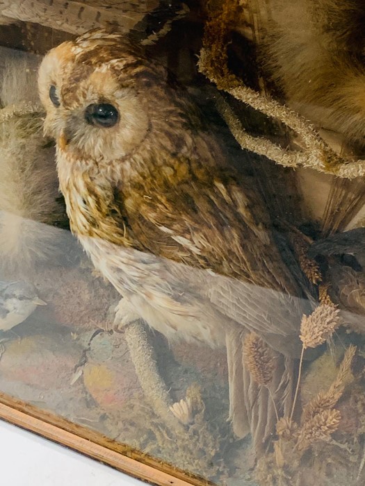 A pair of taxidermy Owls in display case. - Image 2 of 3