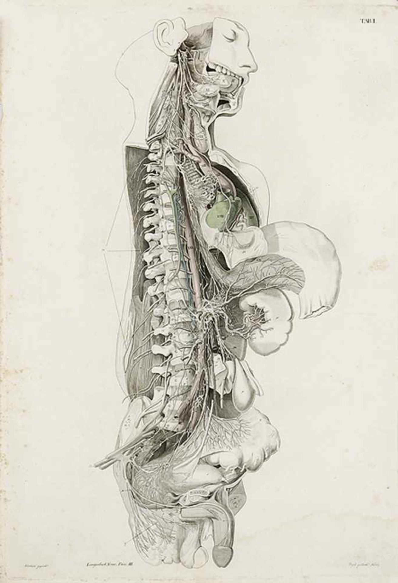 MEDIZIN"Langenbeck, Conrad Johann Martin; Icones Anatomicae. Neurologiae. Fasciculus I. II. III. Mit