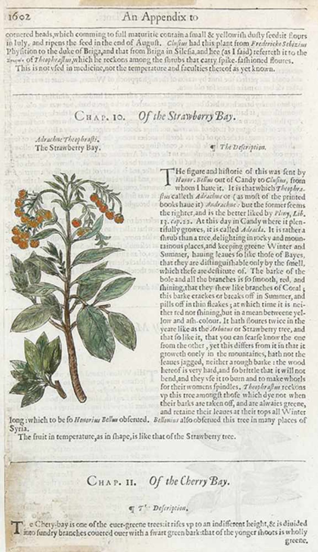 BLUMEN - PFLANZENMalus Cotonea - Cypresseus satina - Adrachne Theophrasti - Sparganium ramosum.