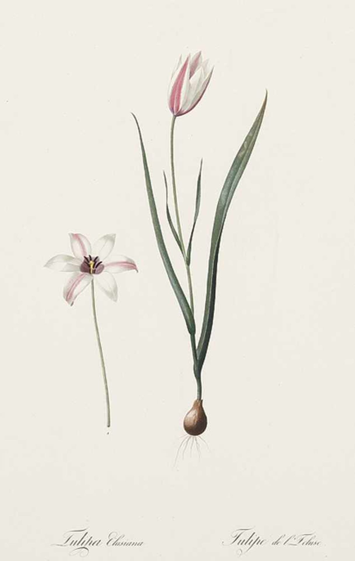 BLUMEN - PFLANZENTulipa Elusiana - Ixia Scillaris - Iris Martinicensis - Gladiolus Communis. Pl. 37,
