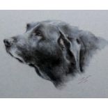 Indistinctly signed, CANINE PORTRAIT, print, framed and mounted, 36 x 30 cm