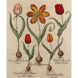 TULPEN, kolorierter Kupferstich, ca. 48 x 40, von Basilius Besler, aus Hortus Eystettensis, R.