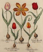 TULPEN, kolorierter Kupferstich, ca. 48 x 40, von Basilius Besler, aus Hortus Eystettensis, R.