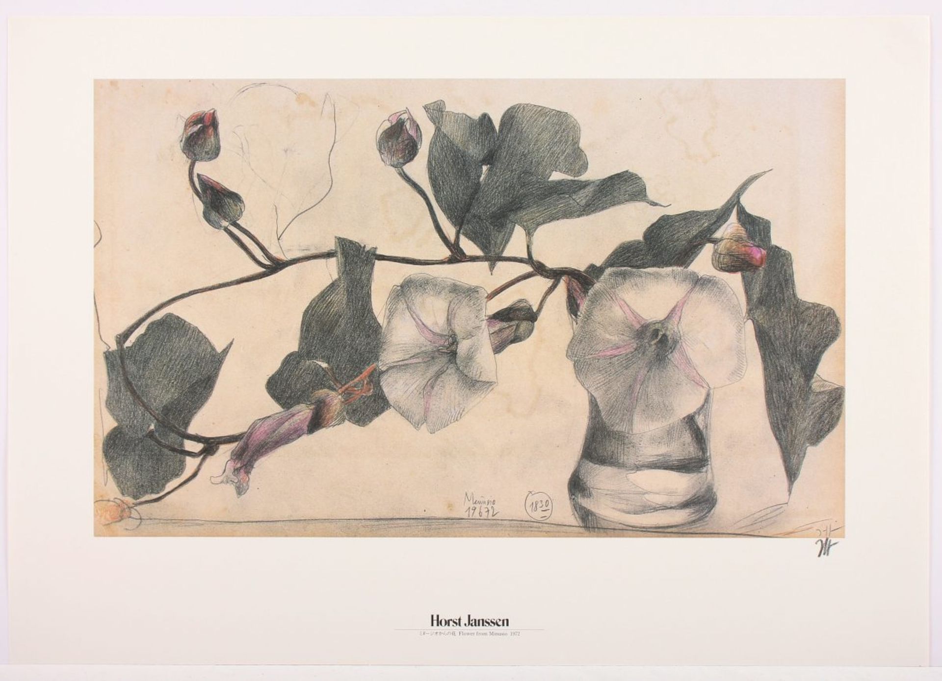 JANSSEN, Horst, "Flower of Minusio", Plakat, Farboffset, 26 x 42, 1972. handsigniert, ungerahmt