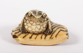 NETSUKE GROSSER FROSCH, Elfenbein, auf einem fast dreieckigen Stück Treibholz sitzend, fein