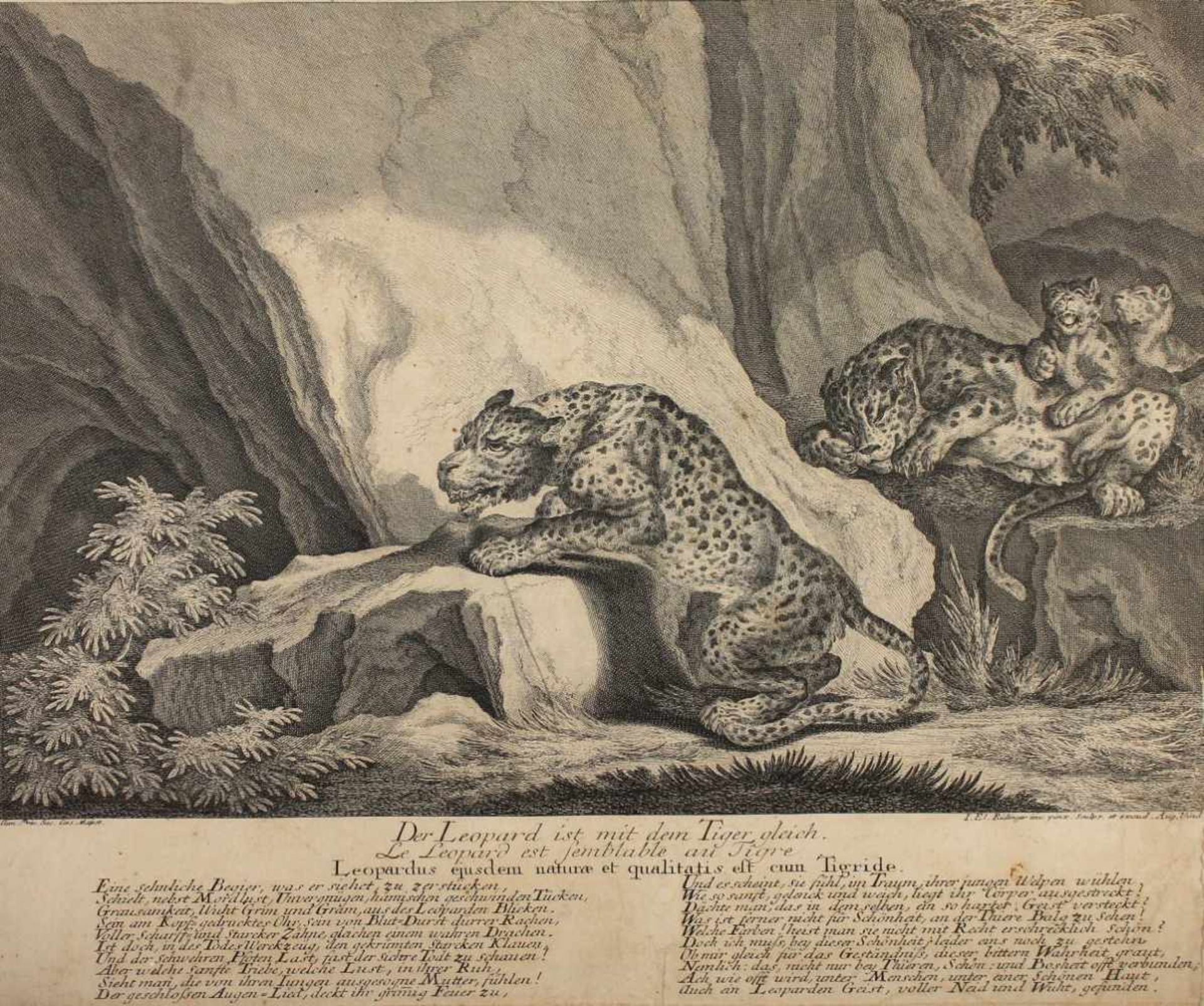 RIDINGER, Johann Elias, zwei Arbeiten, Leopard, Löwe, Radierungen, 27 x 41 und 30,5 x 28, 18.Jh., - Bild 3 aus 3