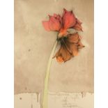 BRUNI, Bruno, "Blühende Amaryllis", Original-Farblithografie, 77 x 57, bez. EA, handsigniert und