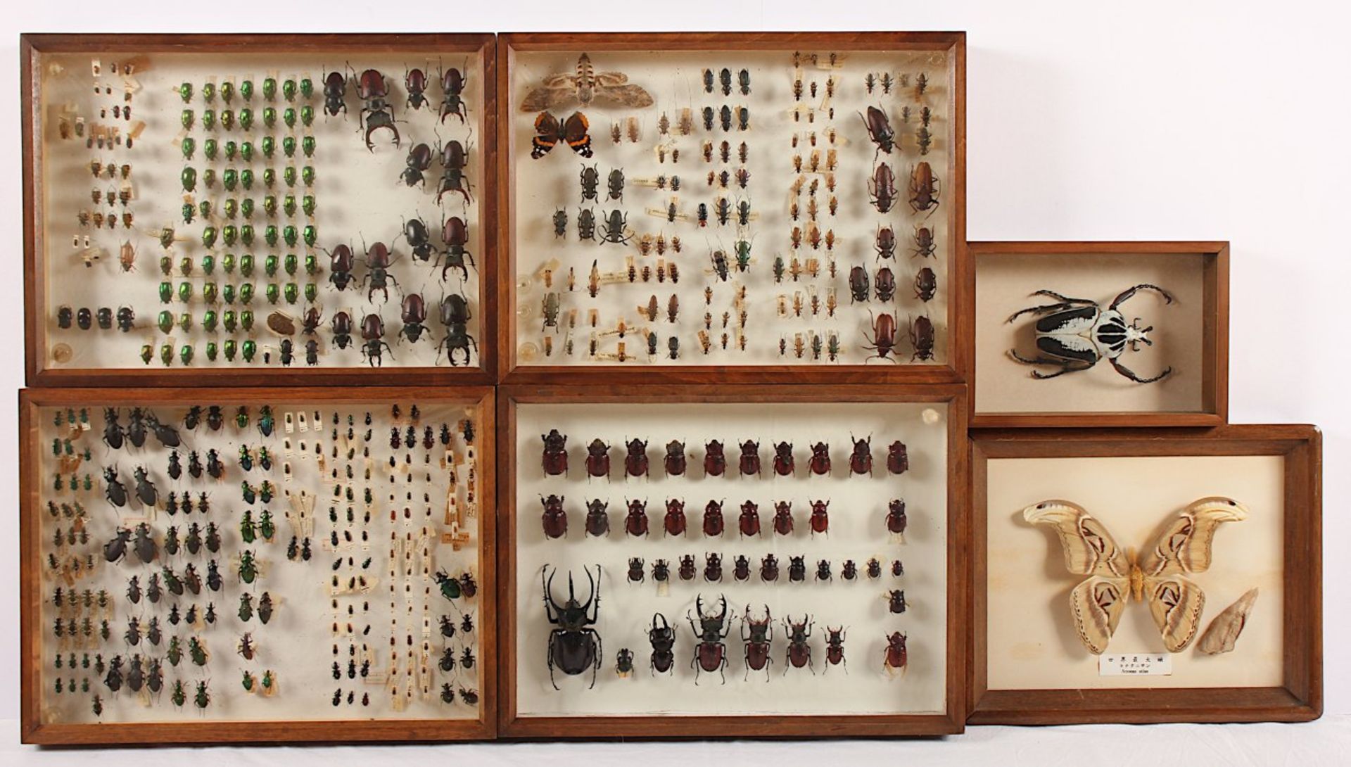 ENTOMOLOGISCHE SAMMLUNG, zahlreiche Insektenpräparate in sechs Schaukästen- - -22.00 % buyer's