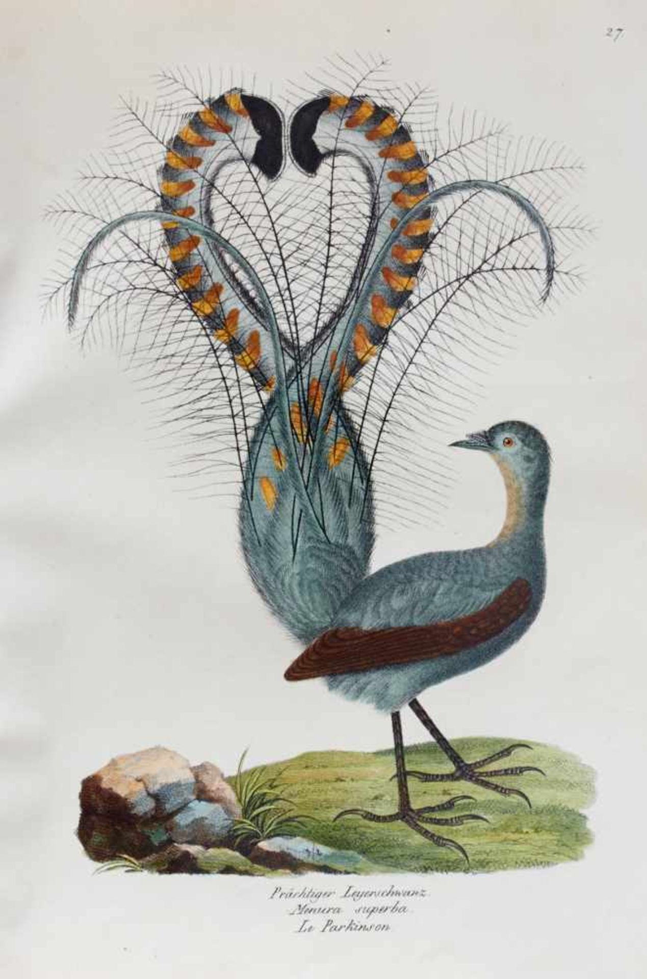 Schinz, H. R., Naturgeschichte und Abbildungender Vögel. Nur Tafelbd. (Leipzig, Weidmann, 1833). - Bild 3 aus 6