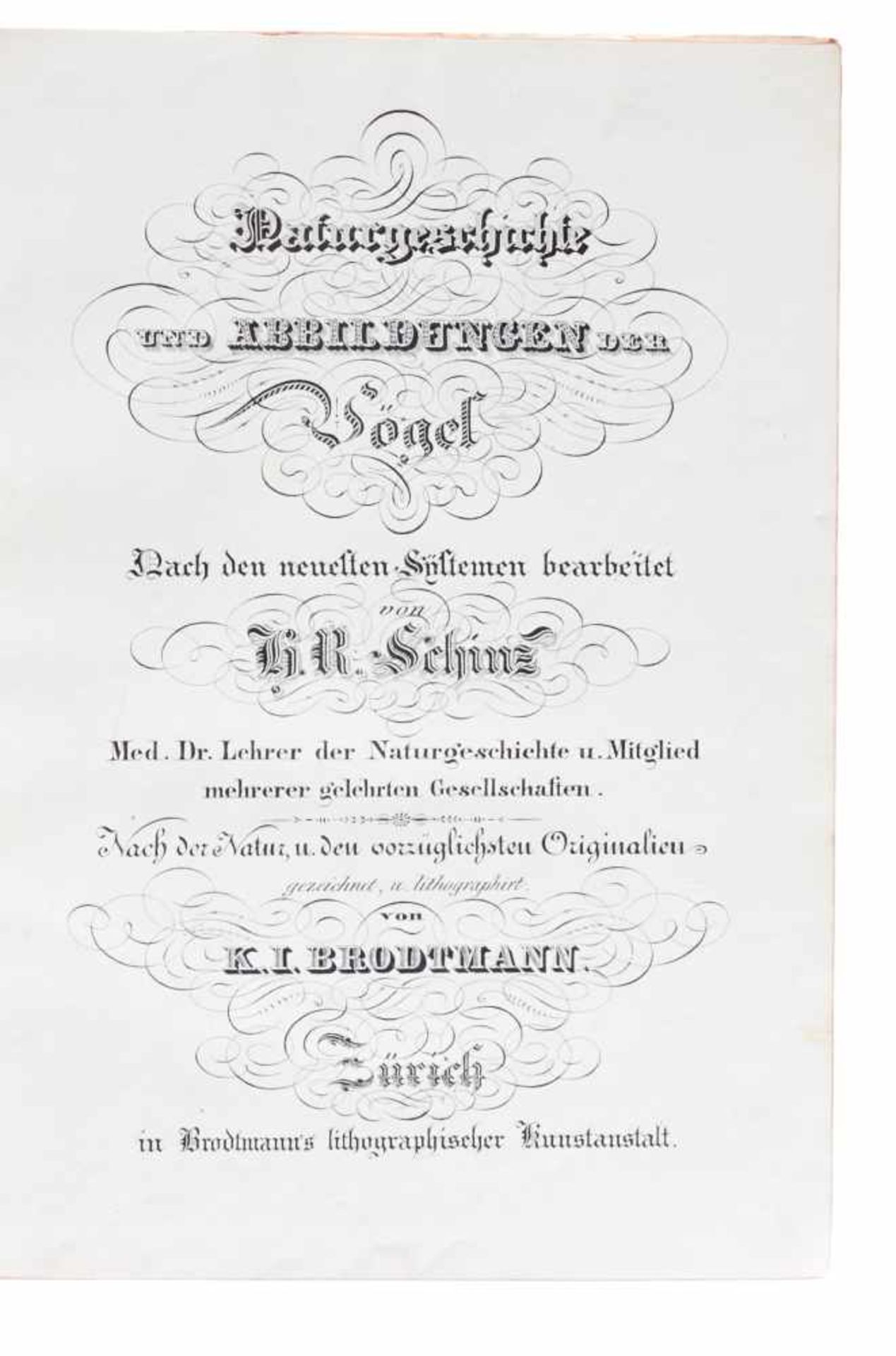 Schinz, H. R., Naturgeschichte und Abbildungender Vögel. Nur Tafelbd. (Leipzig, Weidmann, 1833). - Bild 2 aus 6