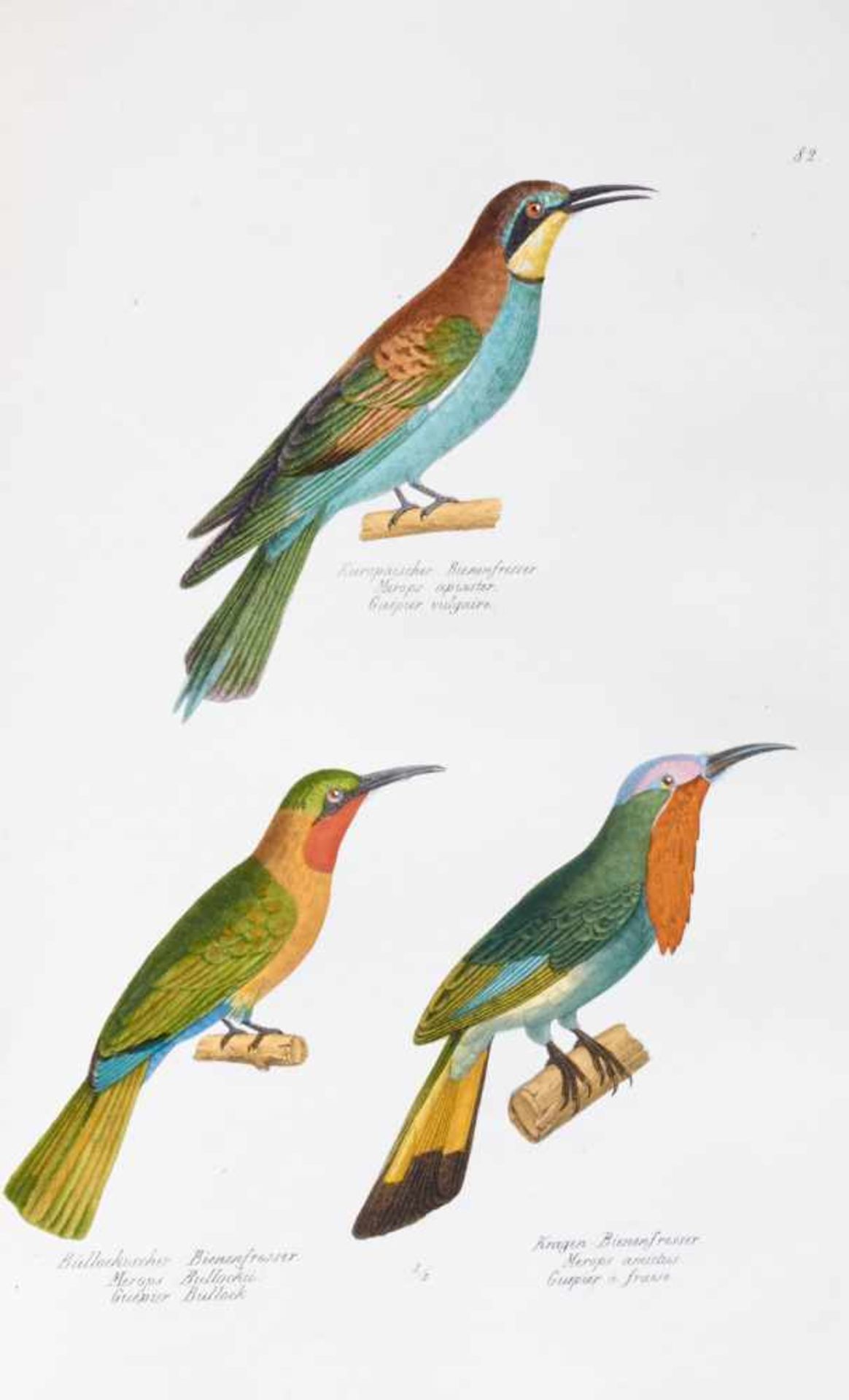 Schinz, H. R., Naturgeschichte und Abbildungender Vögel. Nur Tafelbd. (Leipzig, Weidmann, 1833). - Bild 5 aus 6