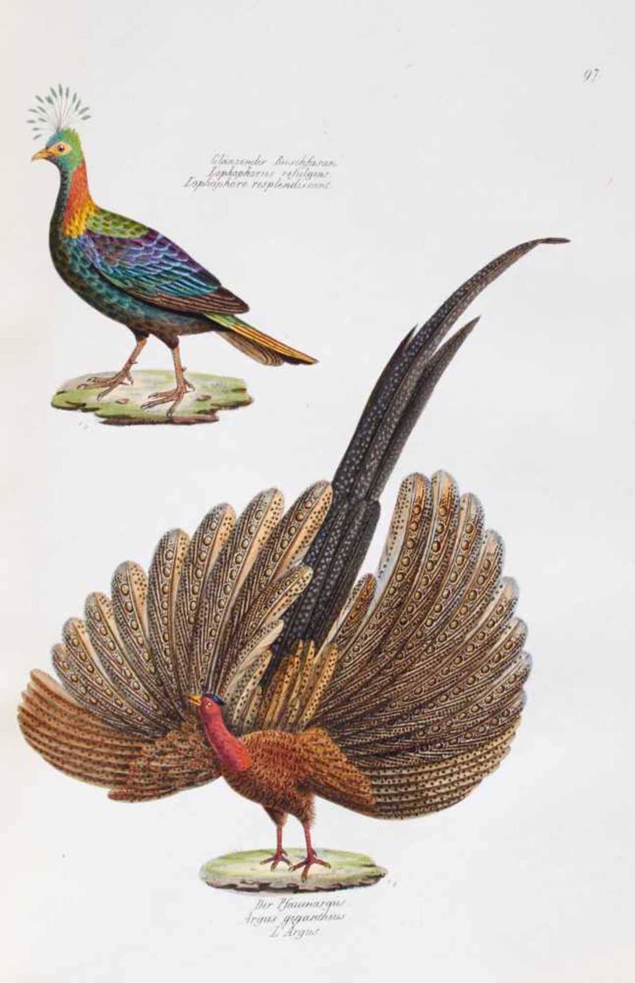 Schinz, H. R., Naturgeschichte und Abbildungender Vögel. Nur Tafelbd. (Leipzig, Weidmann, 1833). - Bild 6 aus 6