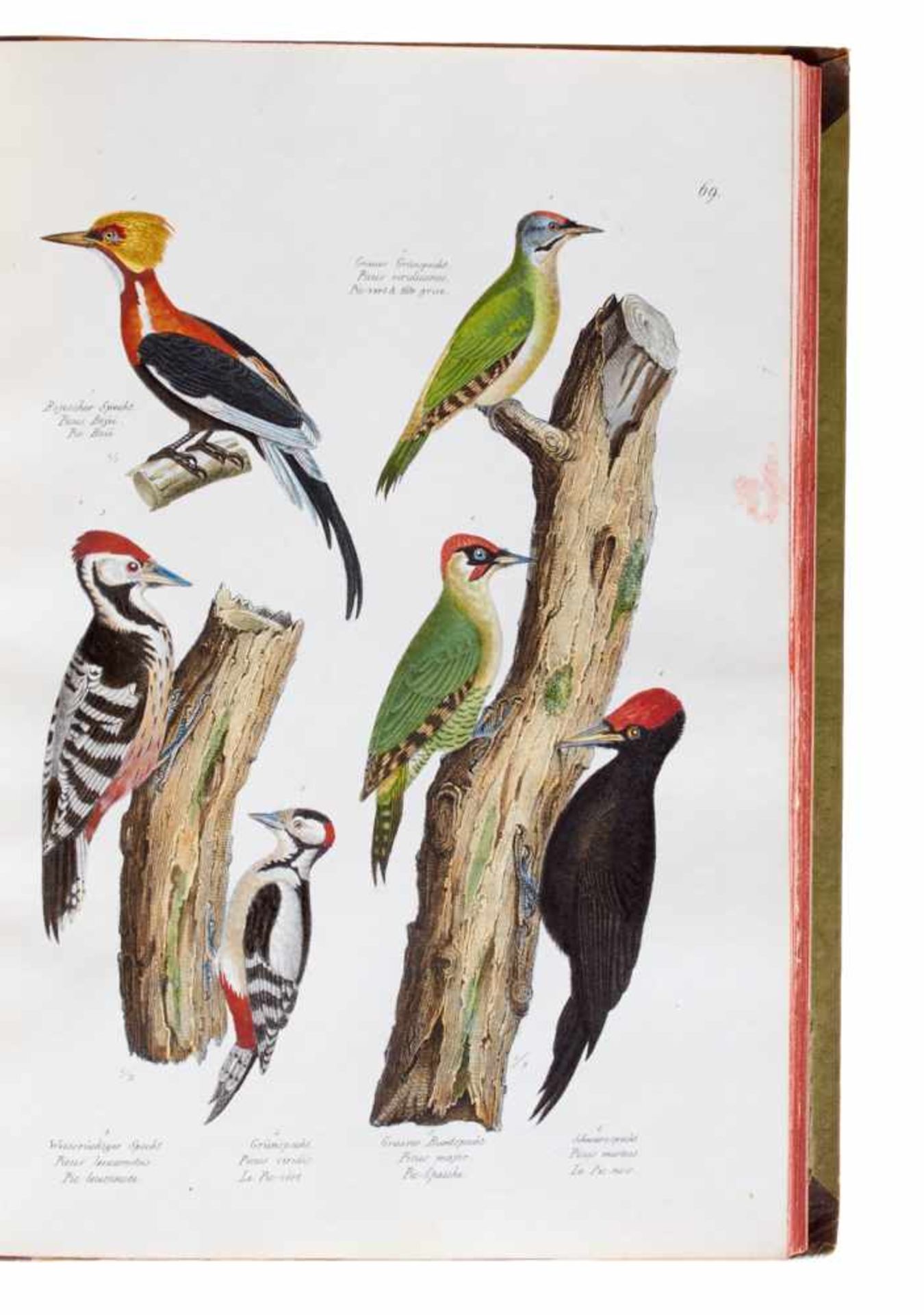 Schinz, H. R., Naturgeschichte und Abbildungender Vögel. Nur Tafelbd. (Leipzig, Weidmann, 1833). - Bild 4 aus 6