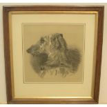 Indistinctly signed, late Victorian, charcoal highlighted in white study of a dogs head in